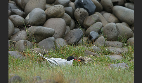 Küstenseeschwalbe (Sterna paradisaea)