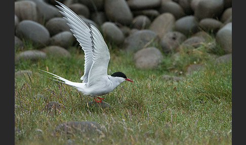 Küstenseeschwalbe (Sterna paradisaea)