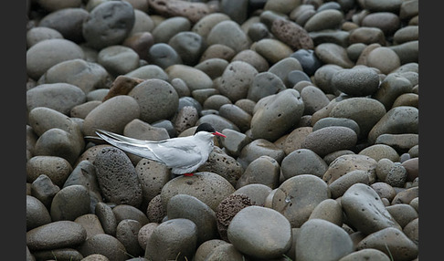 Küstenseeschwalbe (Sterna paradisaea)