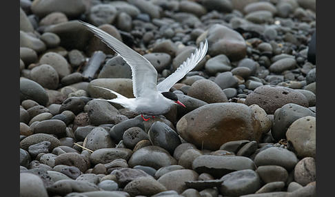 Küstenseeschwalbe (Sterna paradisaea)