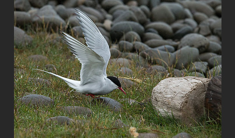 Küstenseeschwalbe (Sterna paradisaea)