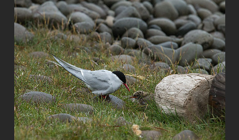 Küstenseeschwalbe (Sterna paradisaea)