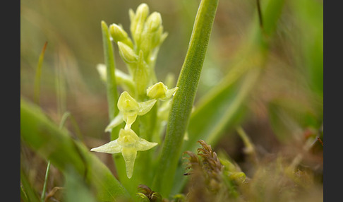 Nordische Waldhyazinthe (Platanthera hyperborea)