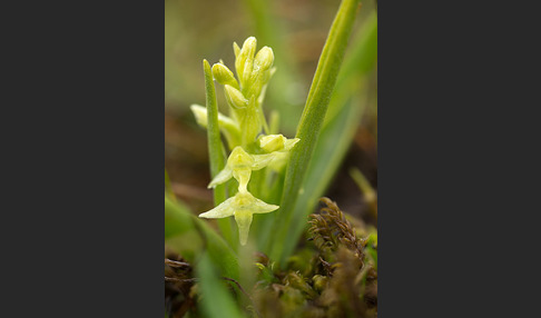 Nordische Waldhyazinthe (Platanthera hyperborea)