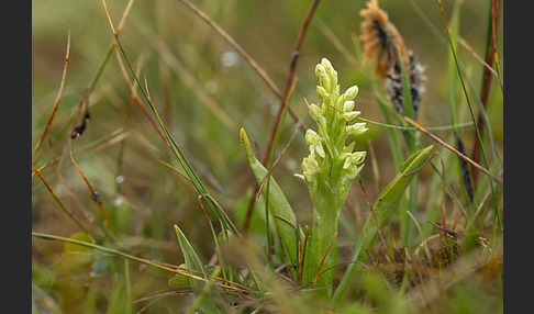 Nordische Waldhyazinthe (Platanthera hyperborea)