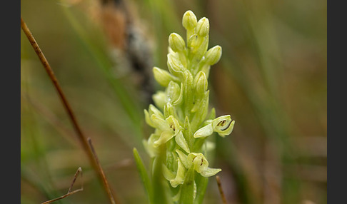 Nordische Waldhyazinthe (Platanthera hyperborea)