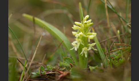 Nordische Waldhyazinthe (Platanthera hyperborea)