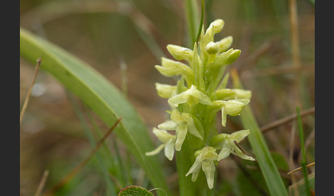 Nordische Waldhyazinthe (Platanthera hyperborea)