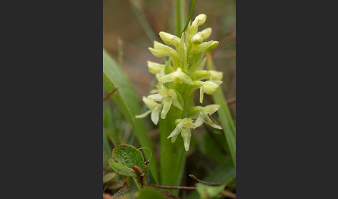 Nordische Waldhyazinthe (Platanthera hyperborea)