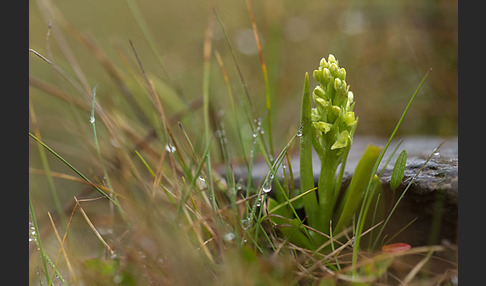 Nordische Waldhyazinthe (Platanthera hyperborea)