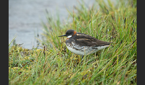 Odinshühnchen (Phalaropus lobatus)