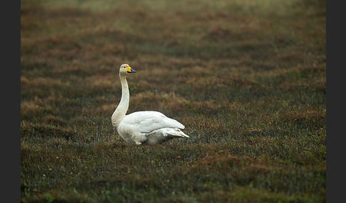 Singschwan (Cygnus cygnus)