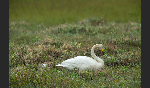 Singschwan (Cygnus cygnus)