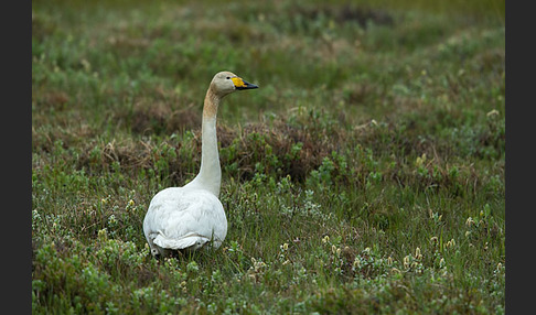 Singschwan (Cygnus cygnus)