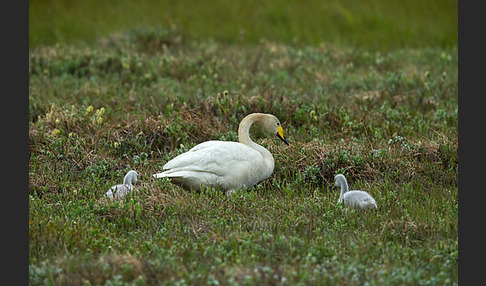 Singschwan (Cygnus cygnus)