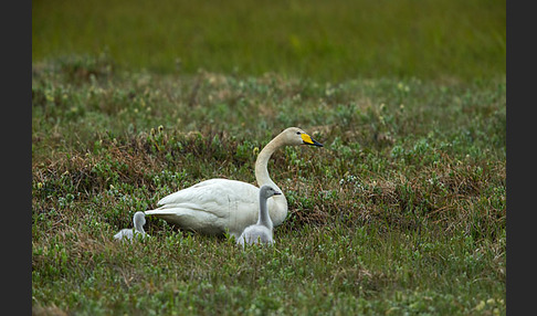 Singschwan (Cygnus cygnus)