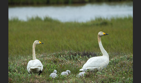 Singschwan (Cygnus cygnus)