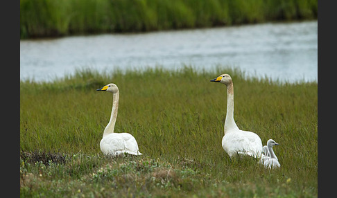 Singschwan (Cygnus cygnus)