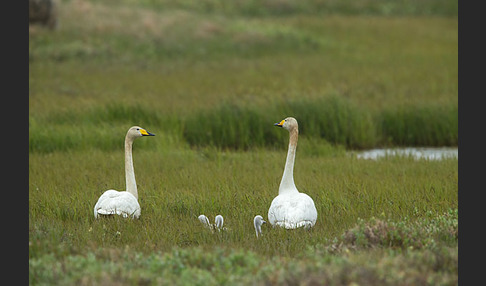 Singschwan (Cygnus cygnus)