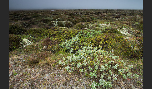 Island (Iceland)