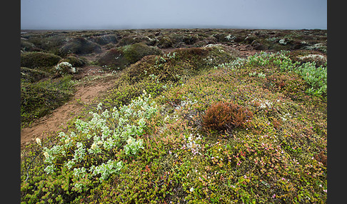 Island (Iceland)