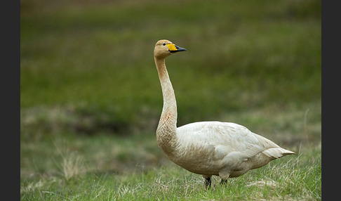 Singschwan (Cygnus cygnus)