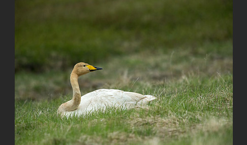 Singschwan (Cygnus cygnus)