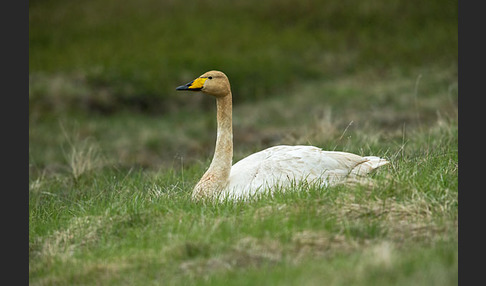 Singschwan (Cygnus cygnus)