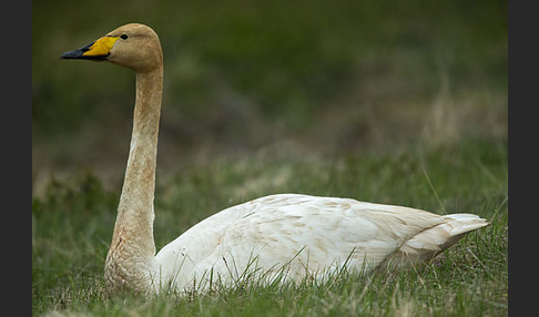 Singschwan (Cygnus cygnus)