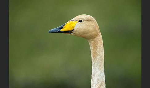 Singschwan (Cygnus cygnus)