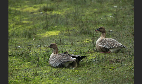 Kurzschnabelgans (Anser brachyrhynchus)