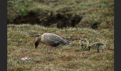 Kurzschnabelgans (Anser brachyrhynchus)