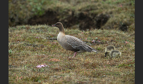 Kurzschnabelgans (Anser brachyrhynchus)