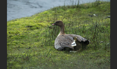 Kurzschnabelgans (Anser brachyrhynchus)