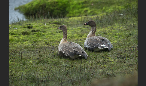 Kurzschnabelgans (Anser brachyrhynchus)