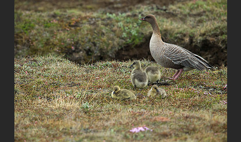 Kurzschnabelgans (Anser brachyrhynchus)