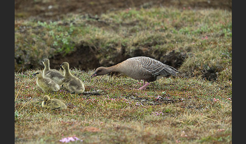 Kurzschnabelgans (Anser brachyrhynchus)