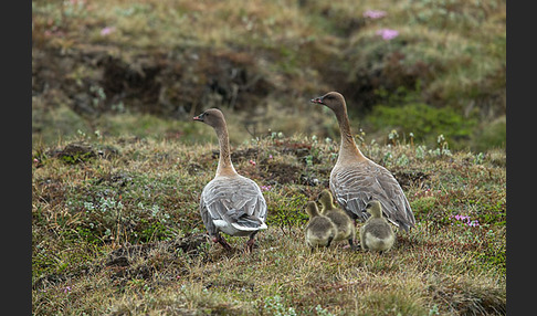 Kurzschnabelgans (Anser brachyrhynchus)