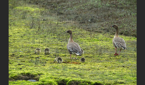 Kurzschnabelgans (Anser brachyrhynchus)