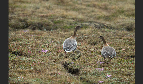 Kurzschnabelgans (Anser brachyrhynchus)