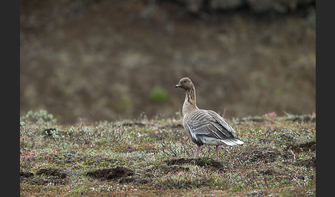 Kurzschnabelgans (Anser brachyrhynchus)