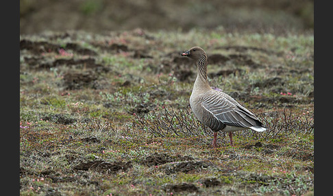 Kurzschnabelgans (Anser brachyrhynchus)