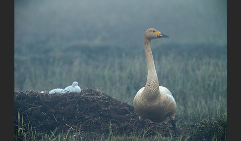 Singschwan (Cygnus cygnus)