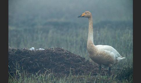 Singschwan (Cygnus cygnus)