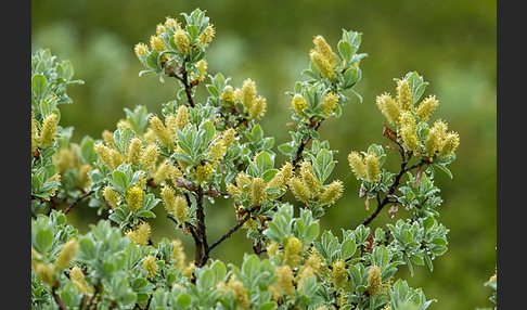 Woll-Weide (Salix lanata)