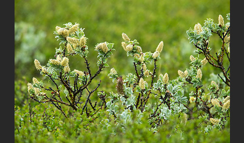 Woll-Weide (Salix lanata)