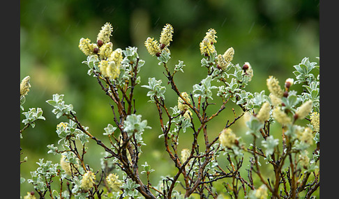 Woll-Weide (Salix lanata)