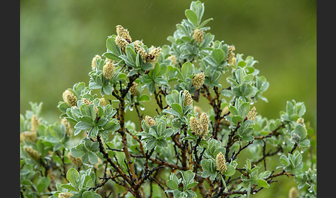 Woll-Weide (Salix lanata)