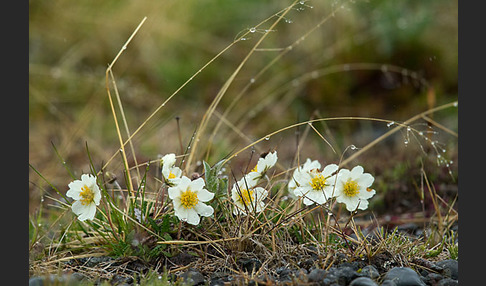 Silberwurz (Dryas octopetala)