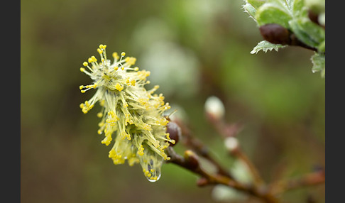 Woll-Weide (Salix lanata)